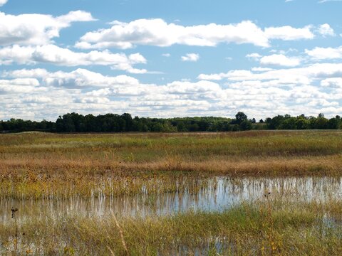 Midwest Wetlands Landscape, Summer