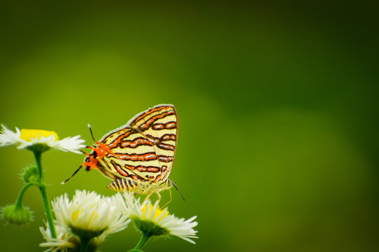 Butterfly feeding on wild flowers in spring season. Butterfies and flowers. Natural background, copy space. Cigaritis vulcanus, the common silverline