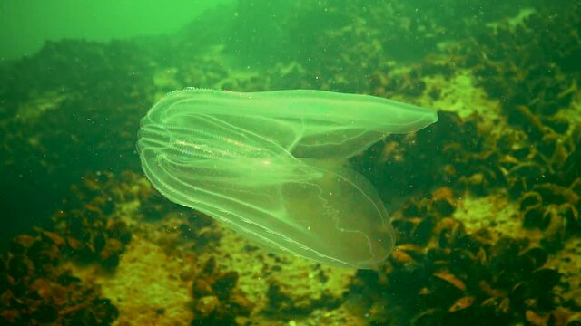 (Mnemiopsis leidyi) the warty comb jelly or sea walnut, is a species of tentaculate ctenophore, Black Sea