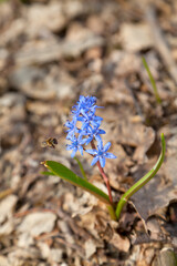Bluebell flower blooming in spring forest, bee near the flower. Scilla bifolia 