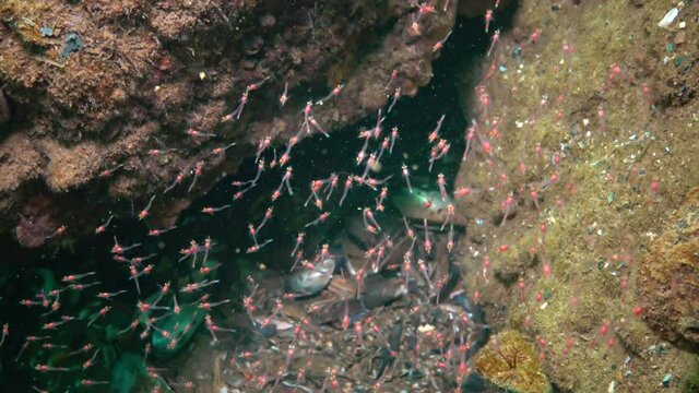 Small crustaceans Mysida  (Peracarida) swarm in the water column between stones, Black Sea