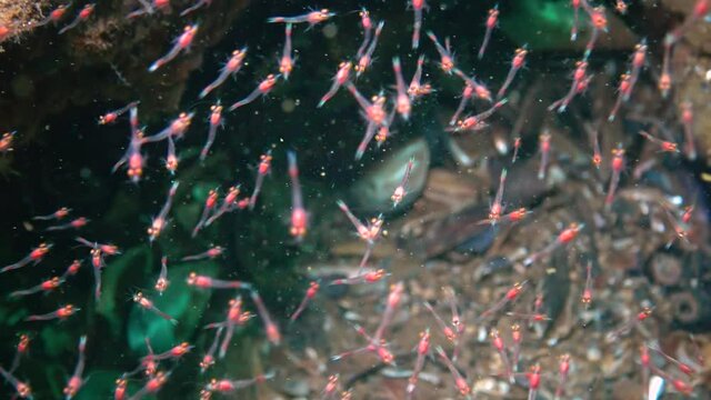 Small crustaceans Mysida  (Peracarida) swarm in the water column between stones, Black Sea