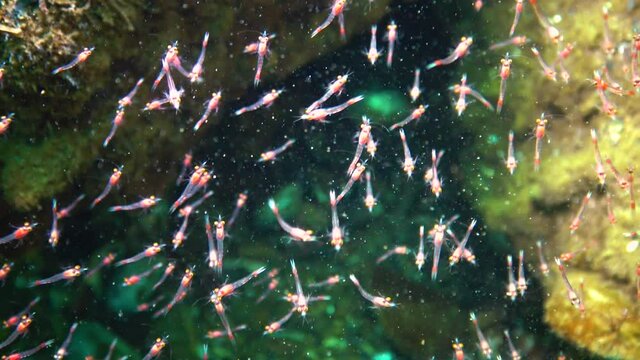 Small crustaceans Mysida  (Peracarida) swarm in the water column between stones, Black Sea