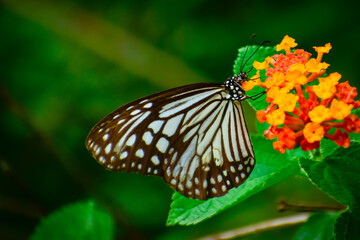 butterfly on flower