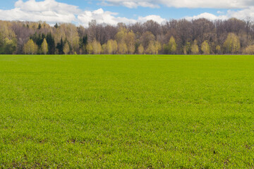 Fototapeta premium Spring field of winter wheat or rye. Spring bright green field and forest on its edge.