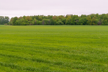 Spring field of winter wheat or rye. A large spring bright green field with a forest strip at the edge.