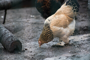 A brahma chicken searching for food in a henhouse