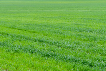 Obraz na płótnie Canvas Grass texture. Spring field of winter cereals.