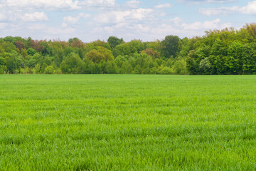 Spring field of winter wheat or rye. A large spring bright green field with lush grass and a mixed forest at the edge.