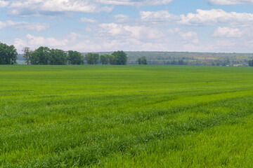 Spring field of winter wheat or rye. A large spring bright green field extending into perspective.
