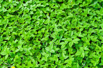 Fresh strawberry leaves, top view. Strawberry field.