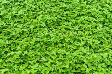 Obraz premium green leaves background