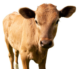 The calf is the symbol of the Bull of 2021. Calf looks into the camera, isolated on a white...