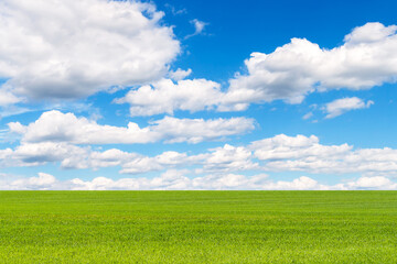 Fototapeta na wymiar Spring field of winter wheat or rye. A beautiful green field stretches into perspective under a blue high sky with white clouds.