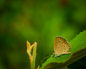 butterfly on a green leaf