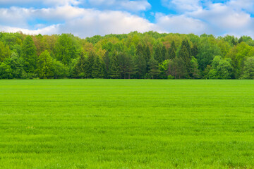 Obraz premium Spring field of winter wheat or rye.An array of mixed spring forest under a beautiful cloudy sky.
