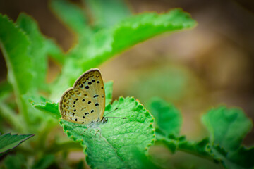 butterfly on leaf