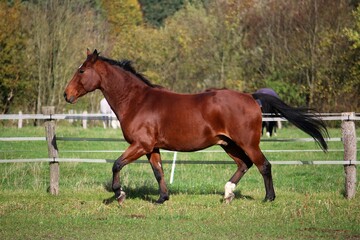Fototapeta premium beautiful brown quarter horse with black hair is running on the paddock 