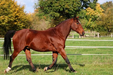 beautiful brown quarter horse with black hair is running on the paddock
