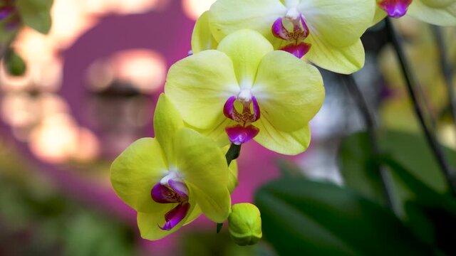 Pretty yellow (pink) flowers. Closeup of the front of the flower. Phalaenopsis orchid. Or moon orchid, moth orchid, Phalaenopsis amabilis.