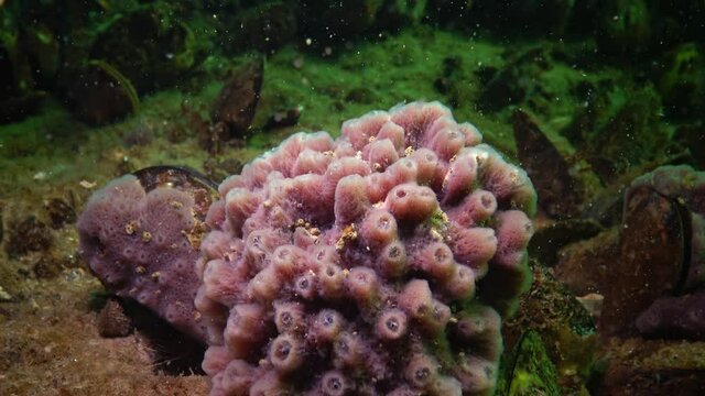 Pink sea sponges Halichondria (Spongia) on the reefs in the Black Sea, Odessa Bay