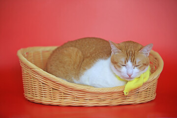 Fototapeta na wymiar ginger cat in the basket with the yellow scarf