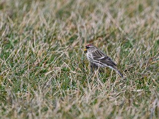 Common Redpoll Foraging on Grass in Fall