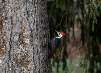 Female Pileated Woodpecker on Tree Trunk in Fall, Portrait