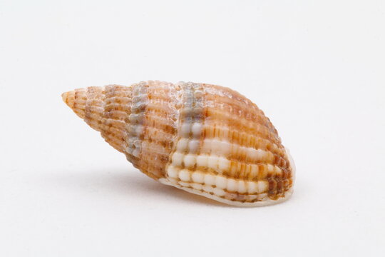 conch with white background. Exoeskeleton of a snail