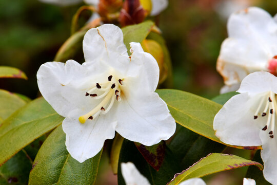 Rhody Bilder – Durchsuchen 298 Archivfotos, Vektorgrafiken und Videos ...