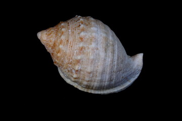 conch with black background. Exoeskeleton of a snail