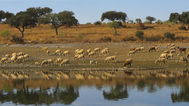 Sheeps on an Alentejo dry landscape with dam lake reservoir and reflection in Terena, Portugal