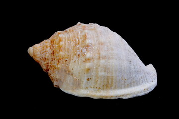 conch with black background. Exoeskeleton of a snail
