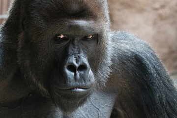 portrait of a gorilla