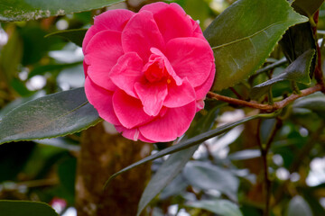 Camellia Pink Petals