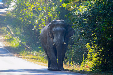 
Wild Elephants In Asian countries you will find them in sanctuaries at national parks or conservation centres. Walk for a living on the road that cuts into the big forest. It is dangerous and should 