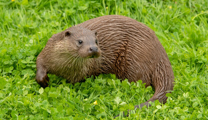 Otter in meadow 9565