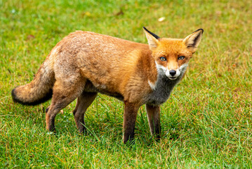 Fox on grassy field 5641