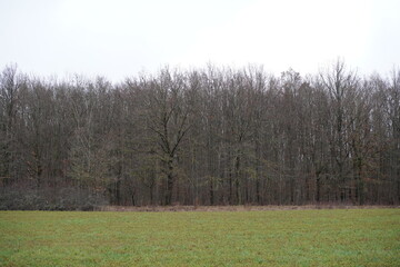 Feldbrache und Waldrand im Winter