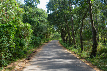 Fototapeta na wymiar Path through a green forest