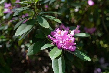 Purple rhododendron flower on a bush on a bright sunny summer day