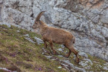 Young ibex walking on a meadow, Dolomites, Italy. High mountain wild animal life. Lateral shot