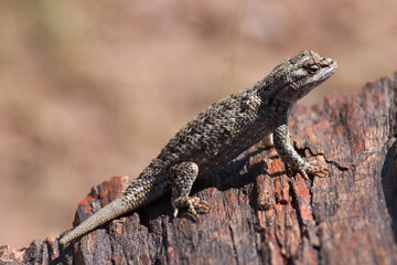 Leguan