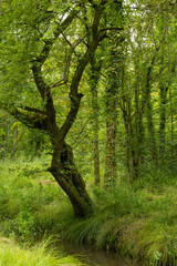 Obraz premium Tree by a stram 2859