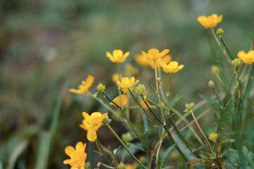 Yellow small flowers. Macro shooting