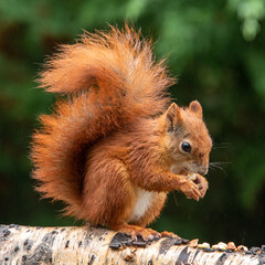 Profile of red squirrel on branch 5458