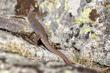 Ocellated lizard (TImon lepidus) on a stone in Gredos, Spain