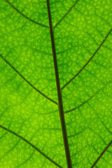 Plakat Close up of leaf with veins portrait 1388