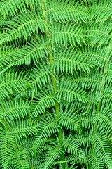 Close up of fern fronds portrait 1483