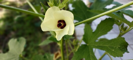 Alcea amarela